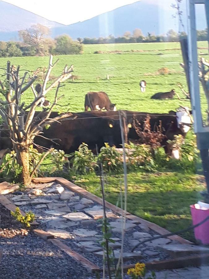 Annaswood B&B Cahir Eksteriør bilde