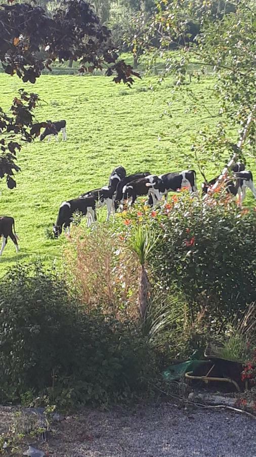 Annaswood B&B Cahir Eksteriør bilde